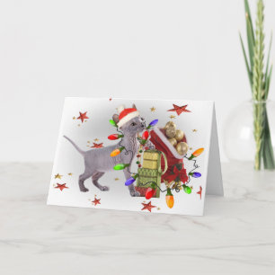 Juegos del gatito de Sphynx con las tarjetas de