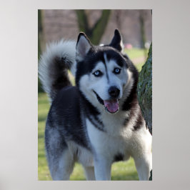 Jugador Alaska Husky Perro Perro Hermoso Arte Impr
