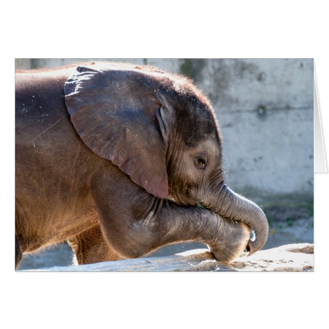 Jugando a un elefante bebé (Anverso (Horizontal))