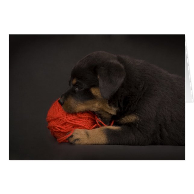 Jugando al Cachorro 2 (Anverso (Horizontal))