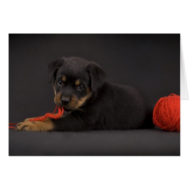 Jugando al Cachorro 5 (Anverso (Horizontal))