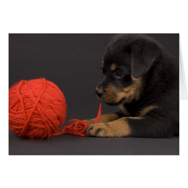 Jugando al Cachorro 6 (Anverso (Horizontal))