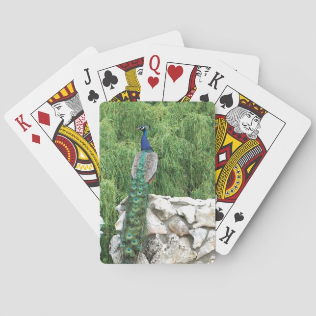 Jugando cartas Peacock en el jardín (Reverso)