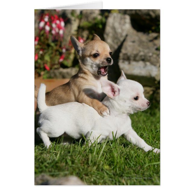 Jugando Chihuahua (Frente)