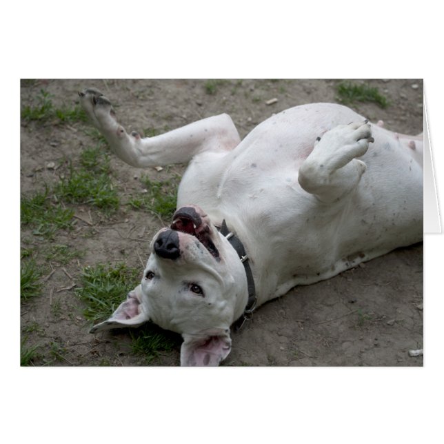 Jugando Dogo Argentino (Anverso (Horizontal))