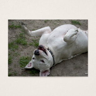 Jugando Dogo Argentino