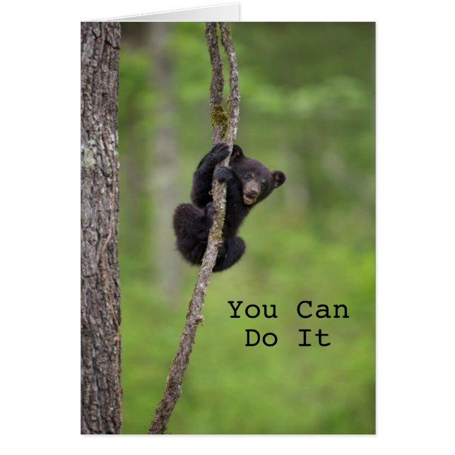 Jugando el cachorro de oso negro, Tennessee (Frente)