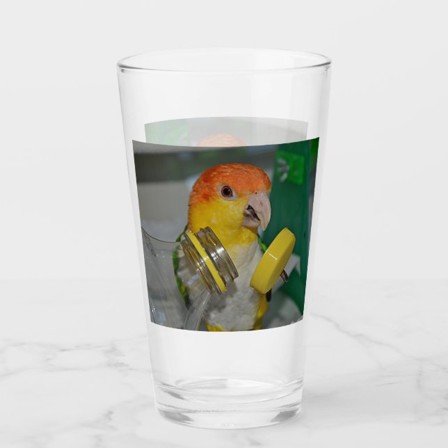 Jugando el loro Caique blanco (Anverso)
