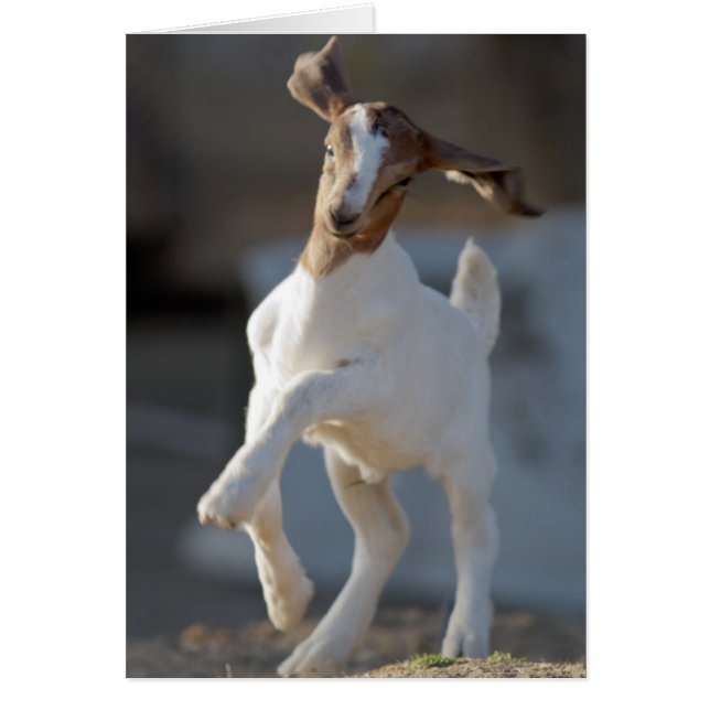 Jugando Kid Goat (Frente)