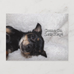 Jugar a la postal chihuahua