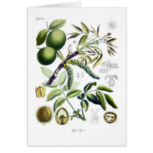 Juglans regia (nuez)