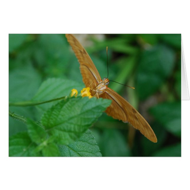 Julia Butterfly (Anverso (Horizontal))