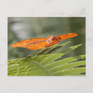 Julia mariposa en la postal de la hoja