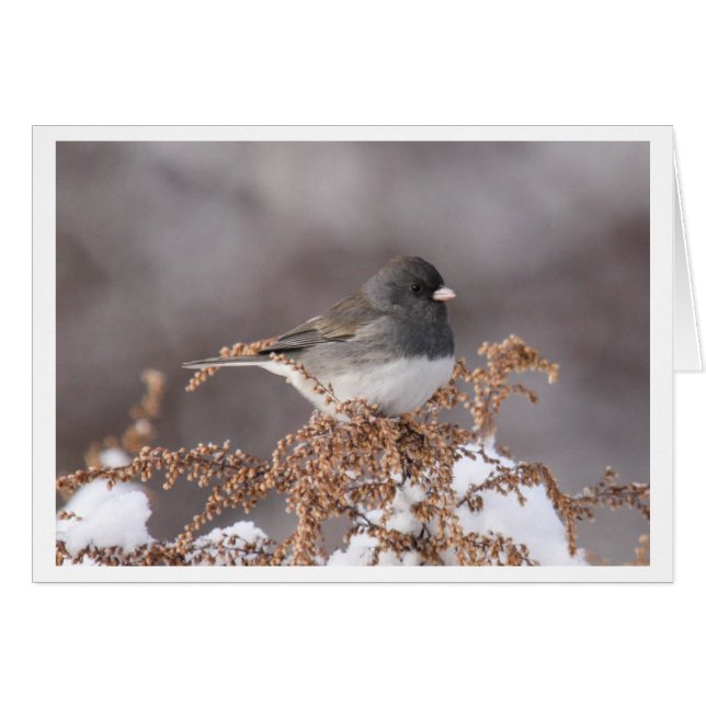Junco Oscuro-observado (Anverso (Horizontal))