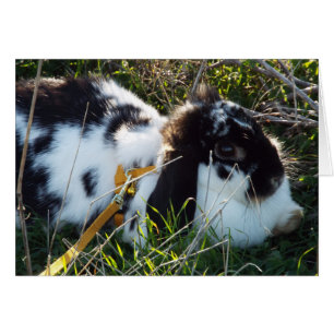 June Bunny