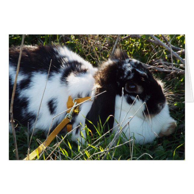 June Bunny (Anverso (Horizontal))