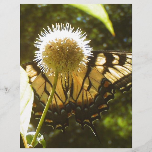 June Monarch Flyer (Frente)