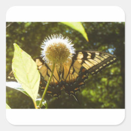 June Monarch Square Pegatina