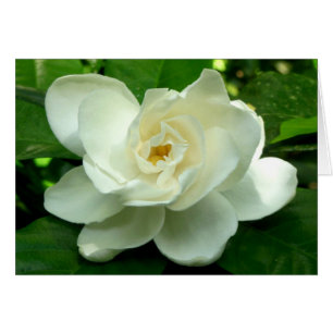 Jungle Gardenia
