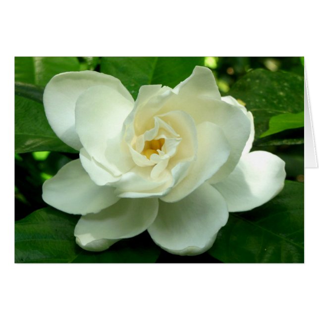 Jungle Gardenia (Anverso (Horizontal))