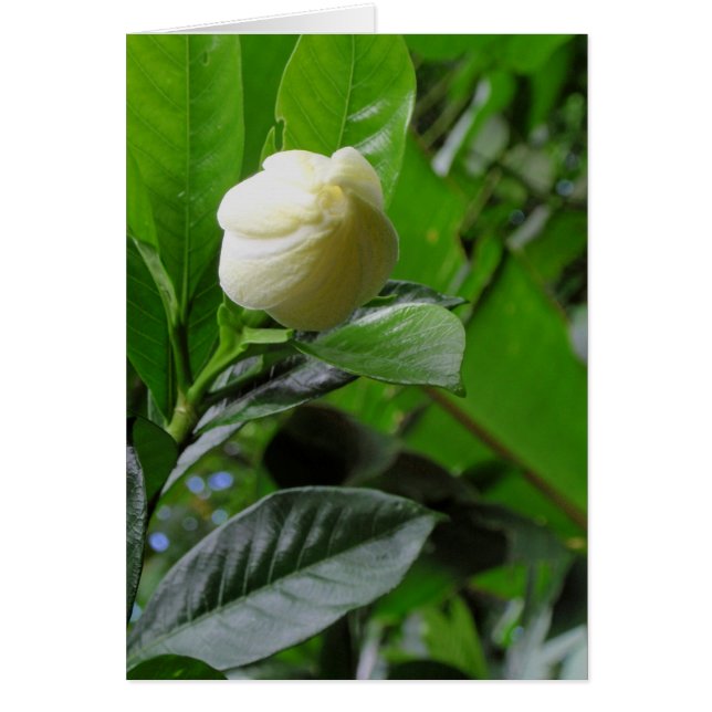Jungle Gardenia (Frente)