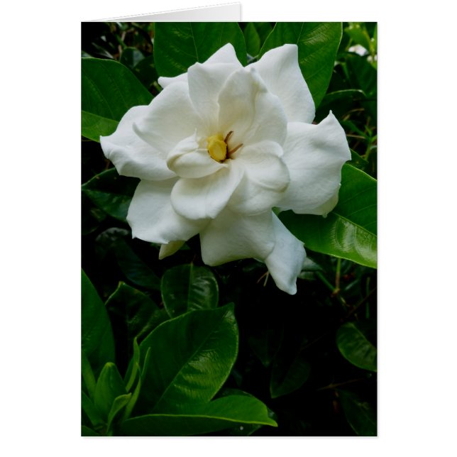 Jungle Gardenia (Frente)