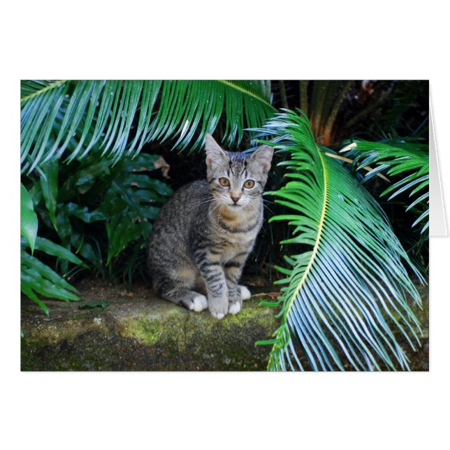 Jungle Tabby Kitten Card (Anverso (Horizontal))