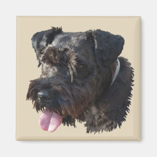 Junior El Schnauzer, imán
