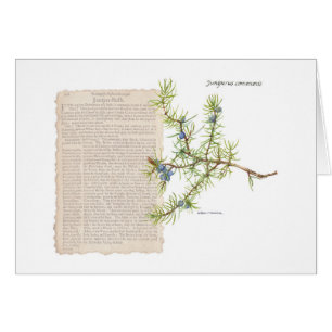 Juniper con descripción histórica de sus usos
