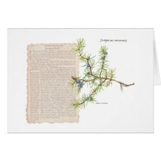 Juniper con descripción histórica de sus usos