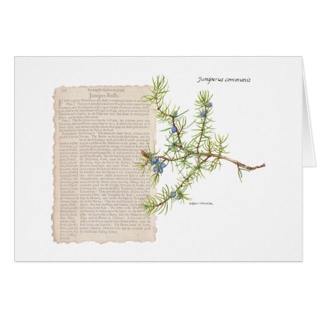 Juniper con descripción histórica de sus usos (Anverso (Horizontal))