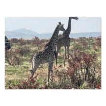 Juntos a través de la sabana – Foto de dos jirafas