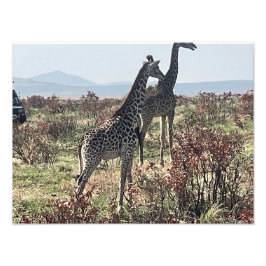 Juntos a través de la sabana – Foto de dos jirafas