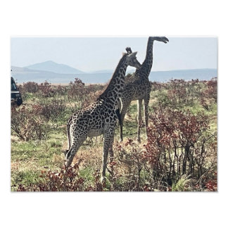 Juntos a través de la sabana – Foto de dos jirafas