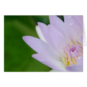 Just for You/Lotus in Photography