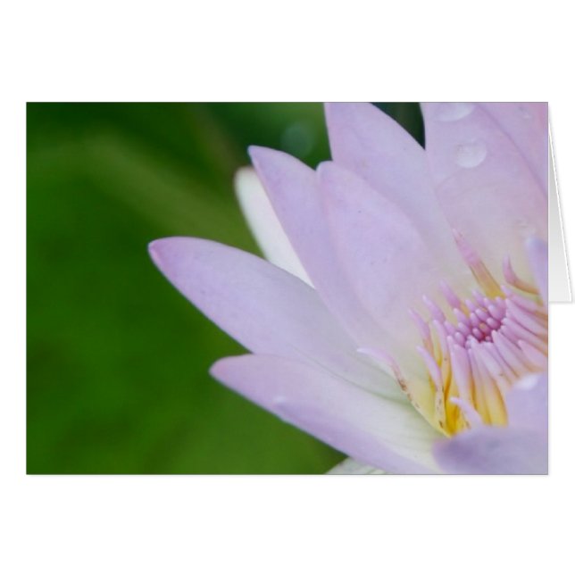 Just for You/Lotus in Photography (Anverso (Horizontal))