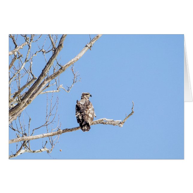 Juvenile Bald Eagle (Anverso (Horizontal))