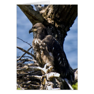 Juvenile Bald Eagle - Tarjetas