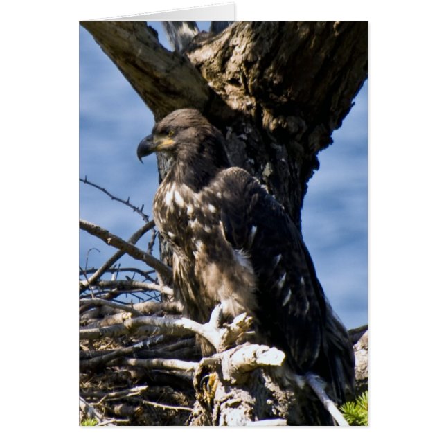 Juvenile Bald Eagle - Tarjetas (Frente)