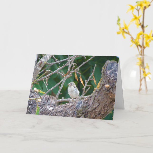 Juvenile Goldfinch en tarjeta de árbol de almendro (flor amarilla)