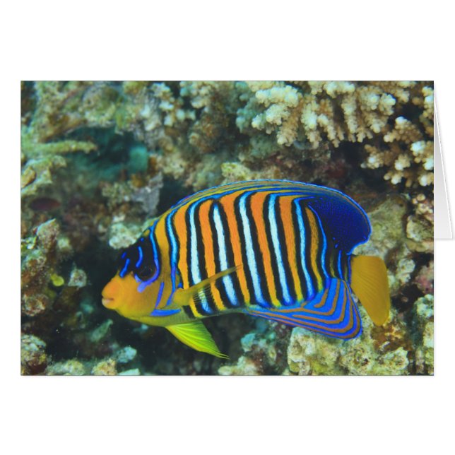 Juvenile Regal Angelfish Pygoplites (Anverso (Horizontal))