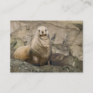 Juvenile Steller Sea Lion - Tarjetas de visita