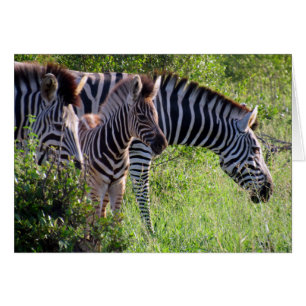 juventud zebra