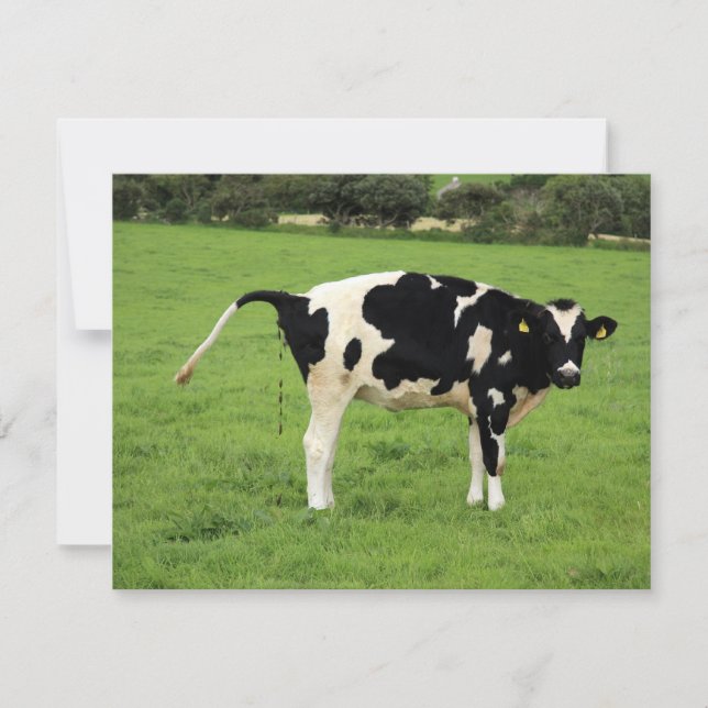 kackende Kuh (Anverso)