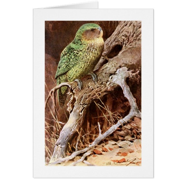 Kakapo (Frente)