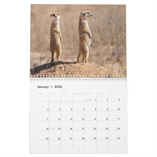 ¡Kalahari! Mamíferos del calendario de Kgalagadi (Jan 2026)