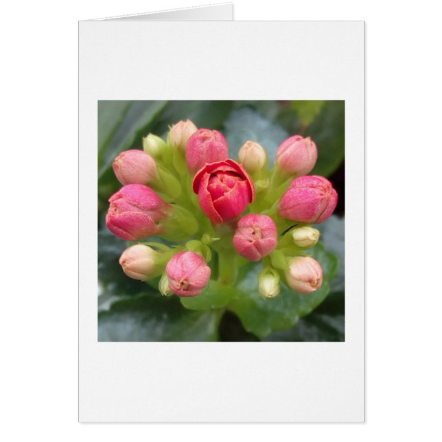 Kalanchoe Buds (Frente)