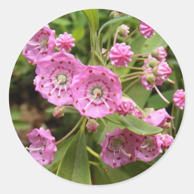 Kalmia 104 ~ pegatina (Anverso)