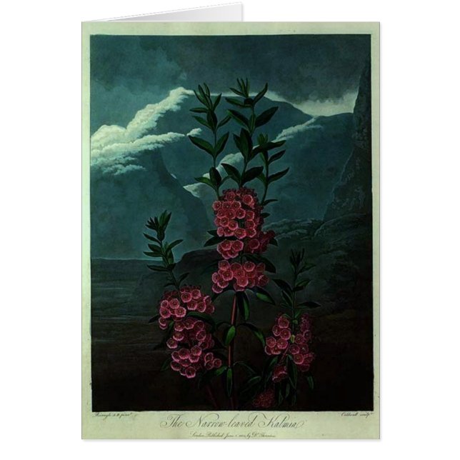 Kalmia rosado (Frente)