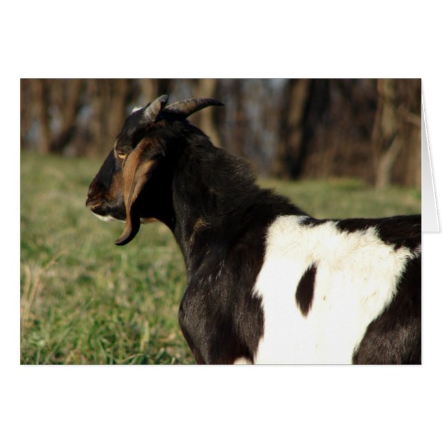 Kalvin (Anverso (Horizontal))